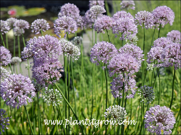 Lavender Globe Allium (Allium tanguticum)